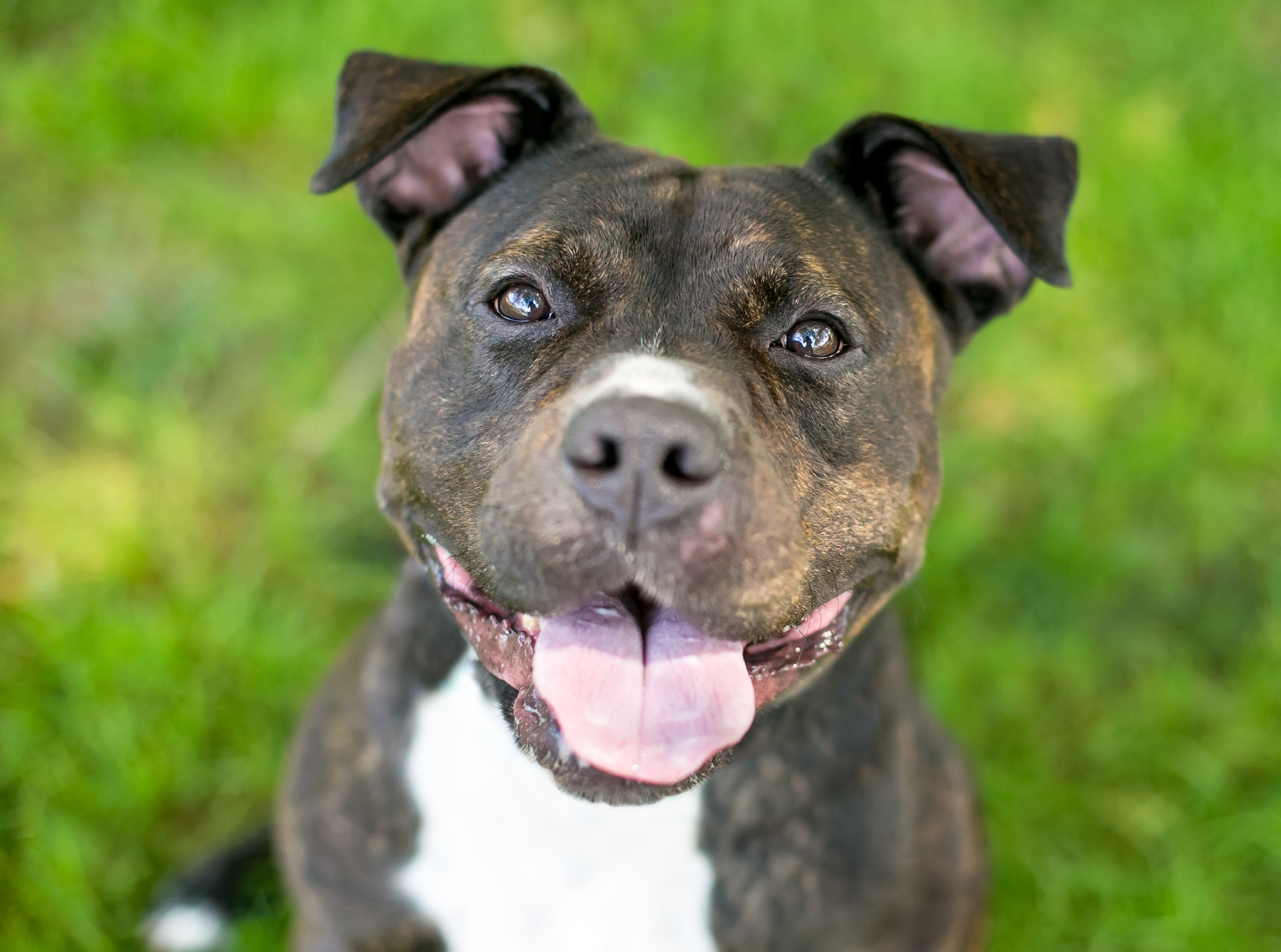A happy Staffordshire Bull Terrier mixed breed dog